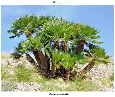 Chamaerops Humilis - Palmito - 10 Semillas - Saatgut - Graines - Semi  • £1.38