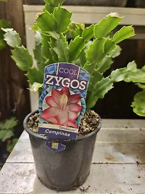 Zygo Cactus ❤️ “CAMPINAS   In 125mm POTS” ❤️ Established Plants • $12