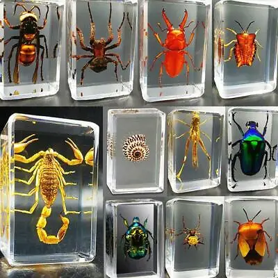 Real Insect Preserved In Resin Desk Paperweight For Animal Collector Xmas • £3.52