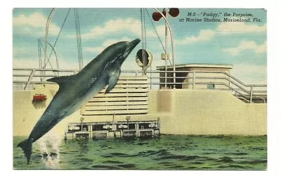 St Augustine FL Postcard Marineland Studios Florida Pudgy The Porpoise • $1.99
