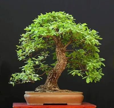 5 Big Healthy White Oak Bonsai Tree Seeds For Planting • $9.96