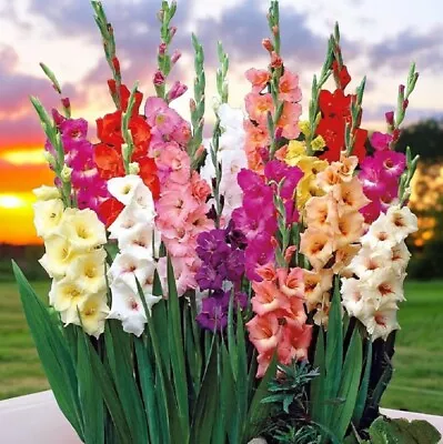 Gladiolus Five Mixed Color Blend Tall Flower Bulbs Fresh Stock 2024 10-12 CM • $9.69