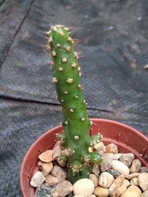 £4 • Buy Rare Opuntia Robusta Monstruosa, Cactus Cutting! (no Roos) Succulent, Opuntia 