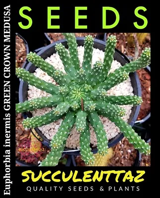 £5.87 • Buy Euphorbia Inermis 6 X Seeds Succulent MEDUSA TYPE Cactus And Cacti Tracking Post