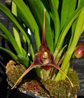 $20.50 • Buy Orchid -Masdevallia Burfordensis 'Mike'