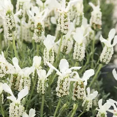 Lavender French Stochea ‘Lavita White’ Perennial Plug Plants Pack X6 • £7.95