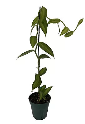 Variegated Vanilla Bean Orchid Plant - 4.5  Pot • $49.99