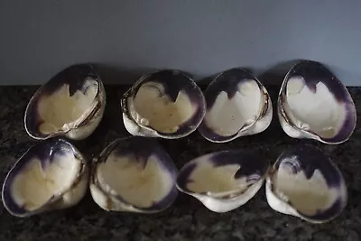 Wampum Quahog Shells Ancient Source RI Premium Lot 8XXLP 3 1/2 -4  MATCHED PAIRS • $12.95