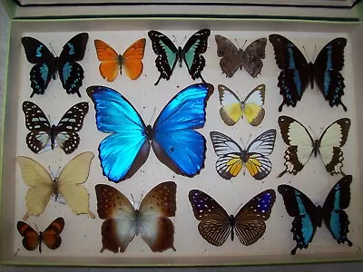 £31 • Buy World Butterfly Collection  Agrias, Morpho ! COLLECTOR, Framer, Artwork, Box 20