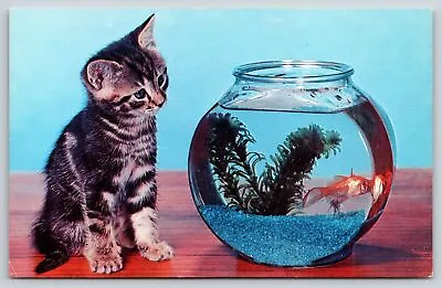 Cats~Kitten Staring At Goldfish Bowl~Vintage Postcard • $3.70