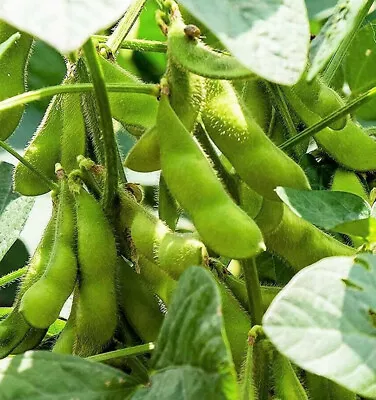 Triple Play Japanese Edamame Soy Bean Seeds | USA Chinese Asian Vegetable 2024 • $3.95