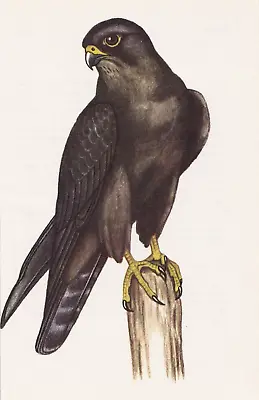 Eleonora's Falcon   Bird Of Prey Book Print • £1.99