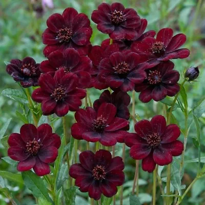 Cosmos Chocamocha - Well Rooted In 9 Cm Pots • £10.99