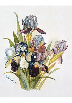 Purple Irises By Paul De Longpre (Art Print Of Vintage Art) • $12.95