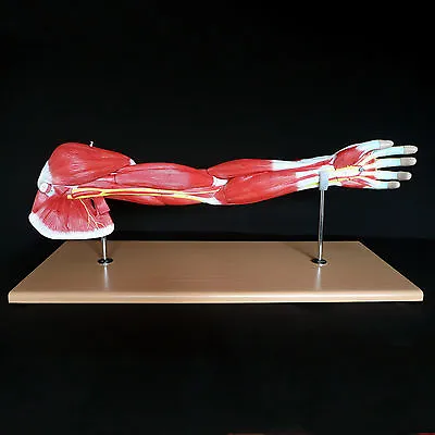 Human Anatomical Muscular Arm Model - Muscle System - Medical Anatomy Skeleton • $194.26