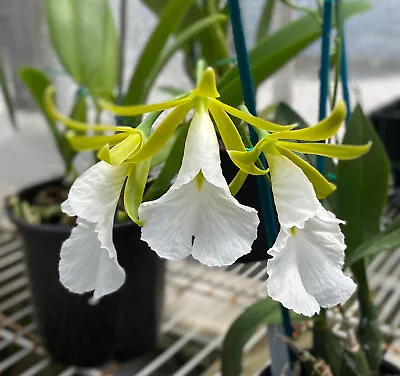 Prosthechea (Encylia) Mariae.  Miniature Cattleya Tribe Orchid Species. • $28