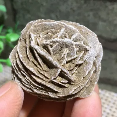 $11.20 • Buy DESERT ROSE SELENITE Specimen Crystal Stone Mineral Cluster 43g B8482
