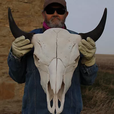  Buffalo Bison Head Skull Horns  • $340.09