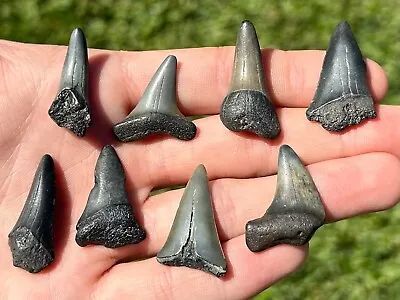 Fossil Mako Sharks Teeth LOT OF 8 Megalodon Age South Carolina Shark Tooth • $29.99