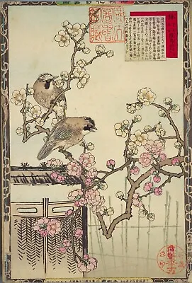 Plum Blossoms Jays Vintage Kono Bairei Japanese Poster Botanical Print Art • £3.92