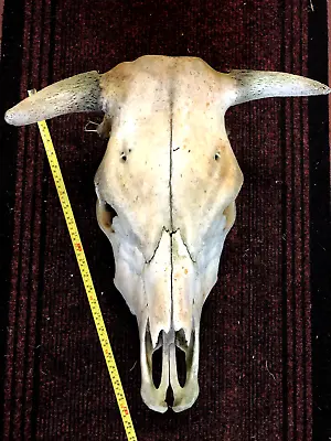 £129.99 • Buy Scottish Cow Skull Cs Taxidermy Gothic Tattoo Art Crafts