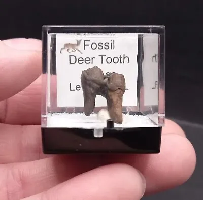 Deer Tooth Ice Age Fossil Florida  • £17.95
