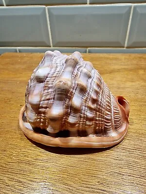 Natural Bull's Mouth Helmet Conch Shell Seashell Beach Nautical Ocean Decor 5  • £18