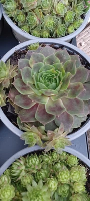 Large Potted Sempervivum Red Purple  Galahad Tectorum Potted Plant • £6