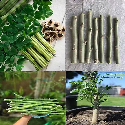 Moringa Cuttings Mature Organic Starter Plant Easy To Grow Fast Growing Tree • $18.99