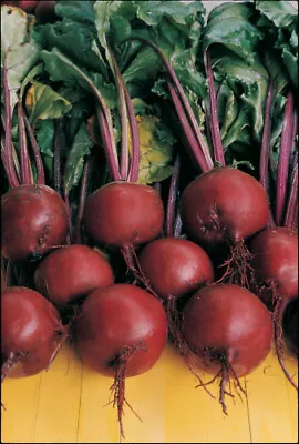 Beetroot Plug Plants  Grow Your Own  Vegetables 'Eco Friendly Packaging' • £13.49