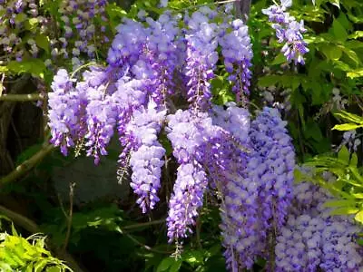£25.65 • Buy Wisteria Absolute, Wisteria Sinensis, Pure Flower Extract, Perfume, Perfumery