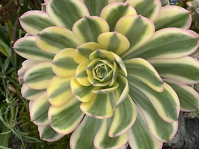 Aeonium 'Sunburst' - Live Variegated Succulent Plant Large 6 Inches Wide • $8.98
