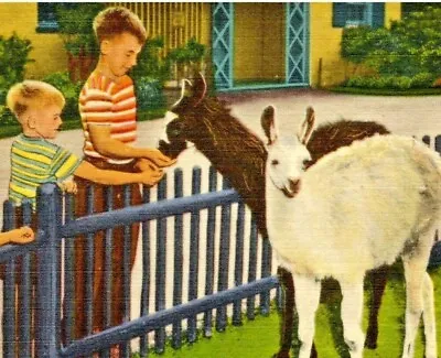 $4.50 • Buy 1940s Detroit, MI Belle Isle Childrens Zoo. Boys Feeding Llama Exhibit Postcard