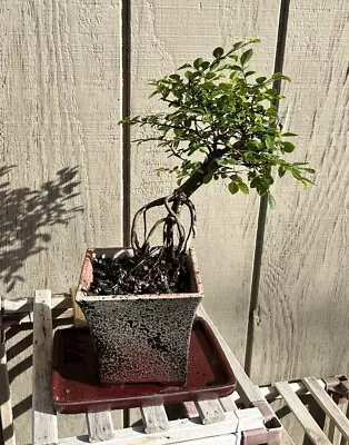 Chinese Elm Bonsai. 10-12 Years Old In Premium Wazakura Ceramic Pot. Ships Free • $115