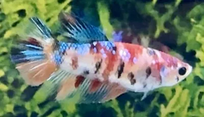 Female Multi Coloured Halfmoon Betta • £14