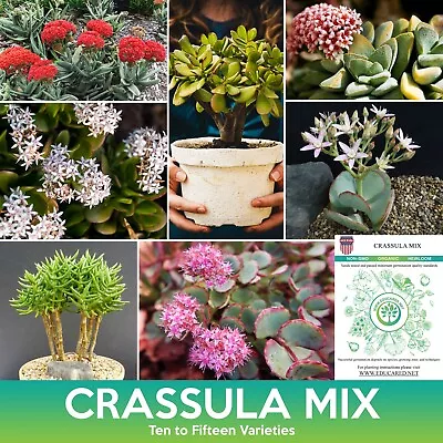 Crassula Succulent Mix Seeds (Very Small Seeds) • $5.99