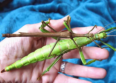 £14 • Buy Three Young Male  Nymphs.  Diapherodes Gigantea.  Stick Insect.  Phasmid