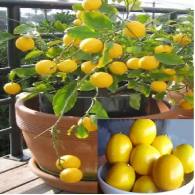 RARE-DWARF MEYER LEMON FRUIT PLANT (5 SEEDS ) -Combined Shipping (USA Seller) • $9.98