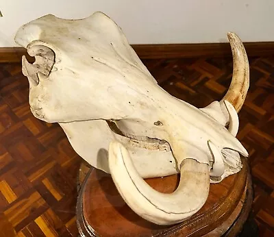 African Warthog Taxidermy Skull With Lower Jaw Wall Mount Large Tusks! Vintage • $299