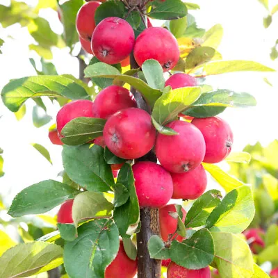 1 X Mini Apple Tree 'Malus Appletini' In 13cm Pot Apples Trees For Small Gardens • £13.99
