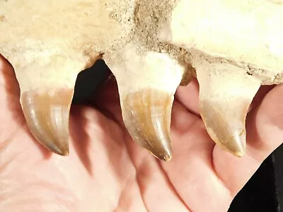 100 Million Year Old! Mosasaurus JAW Fossil With THREE Fossil TEETH 222gr • $49.99