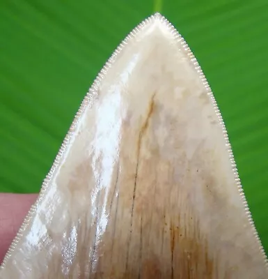 MEGALODON SHARK TOOTH - 4 & 9/16 In. * SERRATED *  NATURAL - REAL FOSSIL • $119