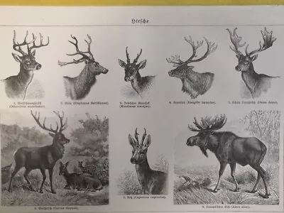 1890 ANTLERS Engraving Moose Raindeer Deer Species Illustration 6.5 X 9.5 C14-1 • $21.90