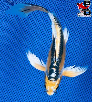 7  BUTTERFLY DOITSU KUJAKU Live Koi Fish Garden Pond 4/22 • $37.99