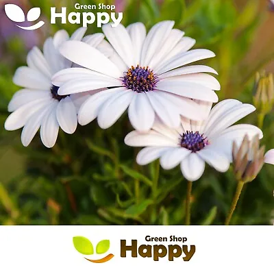 AFRICAN DAISY - 30 SEEDS - Osteospermum Ecklonis - WHITE WITH PURPLE EYE FLOWER • £2.50