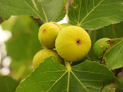 FICUS CARICA PEDRO Tree Shrub Yellow Fig Rare Edible Fruit Plant 15-20cm • £13.90