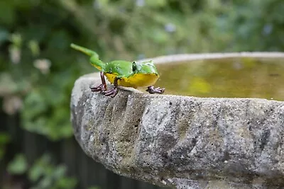 Handcrafted Painted Recycled Metal Lizard • £15