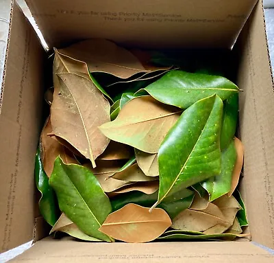 Large USPS Box (3.4 Gal) Of MAGNOLIA LEAF LITTER For Terrariums & Vivariums • $19.99