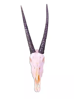 $250 • Buy Real Oryx Skull African Antelope Horn + Gemsbok Skull (Horns Are Around 31 Inch)