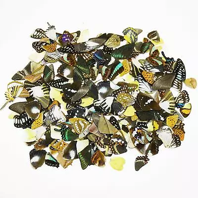 Natural 50pcs Real Butterfly Wings Specimen For Decoration Study DIY Artwork New • $19.99